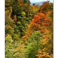 Buy canvas prints of Hermit's cave, Aberfeldy in  autumn, Scotland by JC studios LRPS ARPS