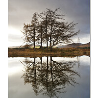 Buy canvas prints of The larch  stand by JC studios LRPS ARPS