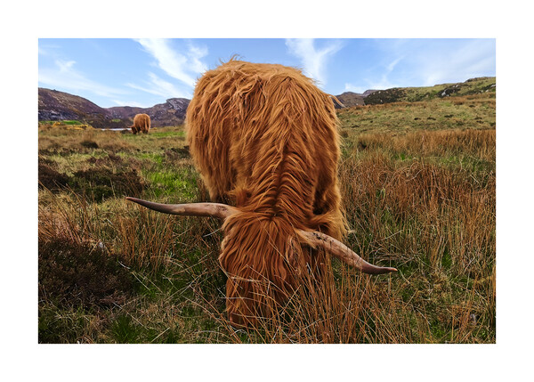 Highland cows Coos Scotland Highlands Picture Board by JC studios LRPS ARPS