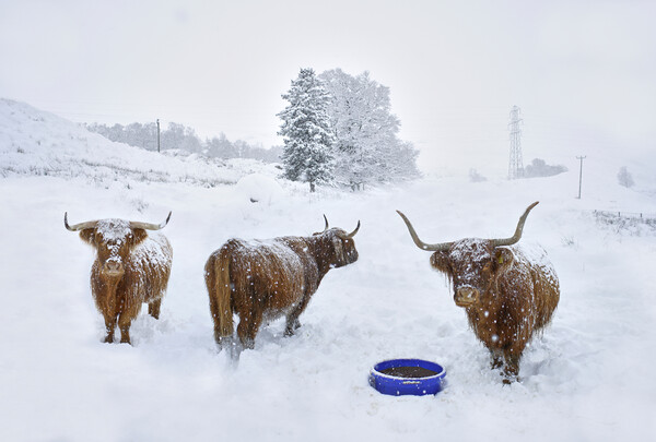 Highland cows in the snow  Picture Board by JC studios LRPS ARPS