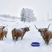 Buy canvas prints of Highland cows in the snow  by JC studios LRPS ARPS