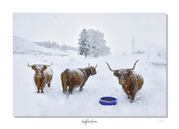 Highland cows in  snow framed Scotland Scottish Picture Board by JC studios LRPS ARPS