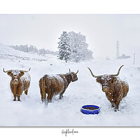 Buy canvas prints of Highland cows in  snow framed Scotland Scottish by JC studios LRPS ARPS