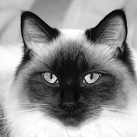 Buy canvas prints of Ragdoll cat in mono by JC studios LRPS ARPS