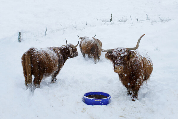 Highland cows in the snow Scotland Scottish  Picture Board by JC studios LRPS ARPS