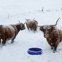 Buy canvas prints of Highland cows in the snow Scotland Scottish  by JC studios LRPS ARPS