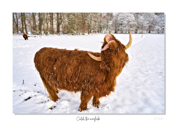 Highland cow trying to catch  snowflakes Picture Board by JC studios LRPS ARPS