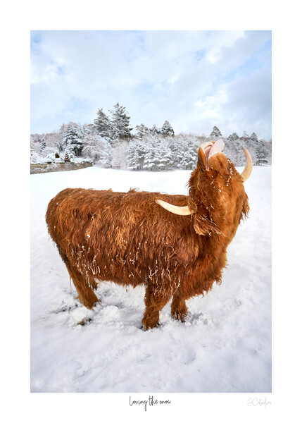 Loving the snow. A Highland Coo in the snow  with white border and text Picture Board by JC studios LRPS ARPS