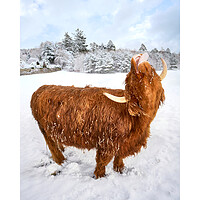 Buy canvas prints of Loving the snow. A Highland Coo in the snow  with white border and text by JC studios LRPS ARPS
