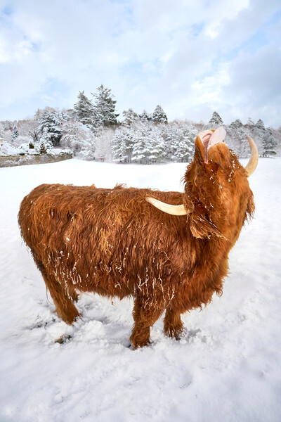 Highland cow enjoying the snow Picture Board by JC studios LRPS ARPS
