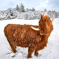 Buy canvas prints of Highland cow enjoying the snow by JC studios LRPS ARPS