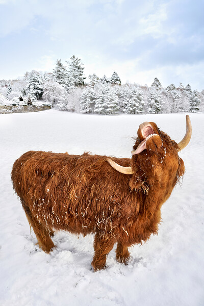 Highland Cow loving the snow image two of a set Picture Board by JC studios LRPS ARPS