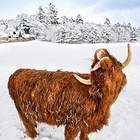 Buy canvas prints of Highland Cow loving the snow image two of a set by JC studios LRPS ARPS