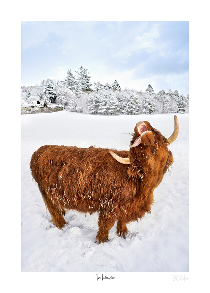 In heaven.  A highland cow catching snow flakes part of a set Picture Board by JC studios LRPS ARPS