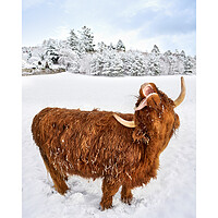 Buy canvas prints of In heaven.  A highland cow catching snow flakes part of a set by JC studios LRPS ARPS
