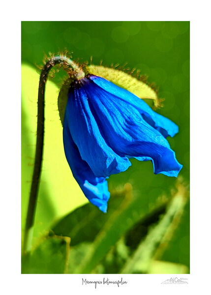  Himalayan blue poppy Picture Board by JC studios LRPS ARPS