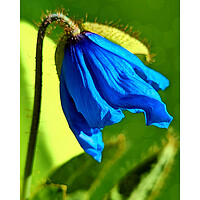 Buy canvas prints of  Himalayan blue poppy by JC studios LRPS ARPS