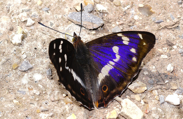 Purple Emperor butterfly  Picture Board by JC studios LRPS ARPS