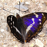 Buy canvas prints of Purple Emperor butterfly  by JC studios LRPS ARPS