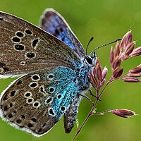 Buy canvas prints of The large blue butterfly  by JC studios LRPS ARPS