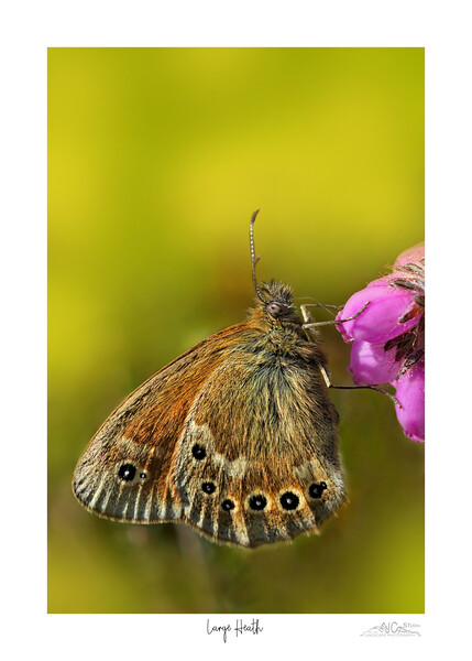 Large Heath butterfly Picture Board by JC studios LRPS ARPS