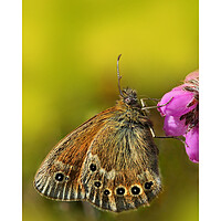 Buy canvas prints of Large Heath butterfly by JC studios LRPS ARPS