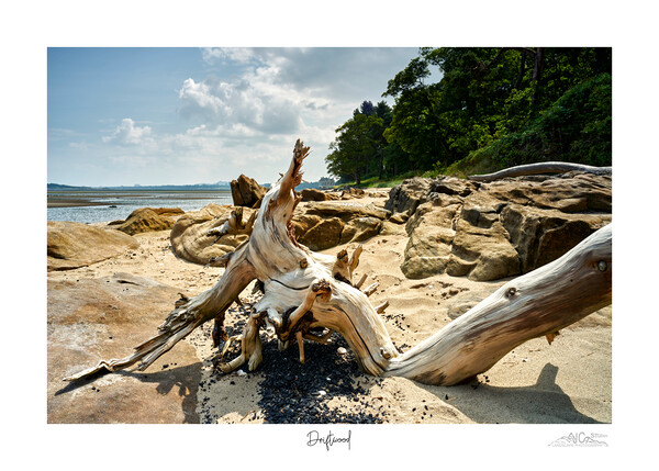 Driftwood on beach in Scotland  Picture Board by JC studios LRPS ARPS