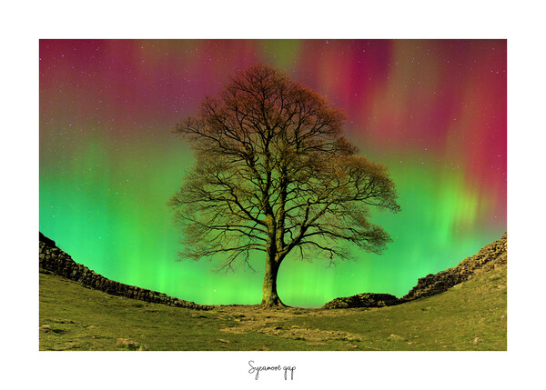Sycamore  gap tree aurora  Picture Board by JC studios LRPS ARPS