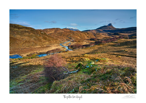 The fallen tree Assynt Picture Board by JC studios LRPS ARPS