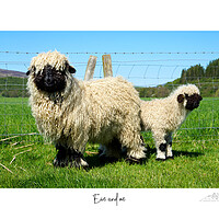 Buy canvas prints of Ewe and me by JC studios LRPS ARPS