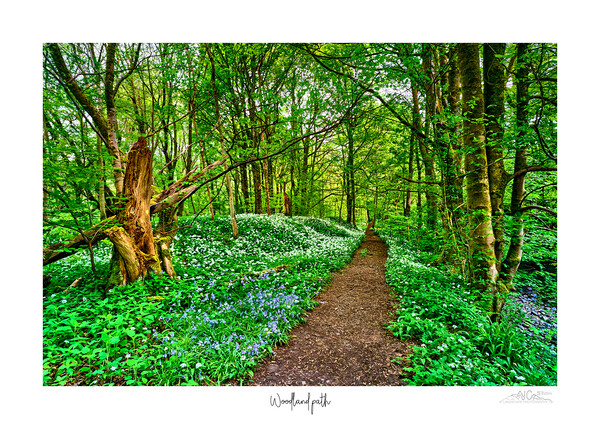 Woodland path a garlic and bluebell delight  Picture Board by JC studios LRPS ARPS
