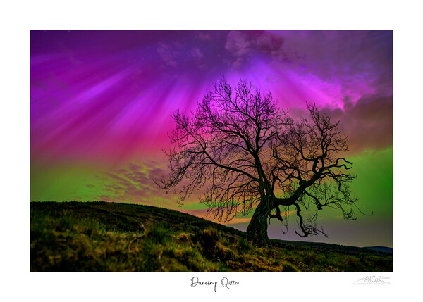 Dancing Queen. Aurora over lone tree  Picture Board by JC studios LRPS ARPS