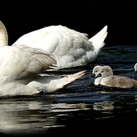 Buy canvas prints of Swan family by JCstudios by JC studios LRPS ARPS