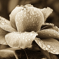 Buy canvas prints of Sepia blossom Canvas by JCstudios by JC studios LRPS ARPS