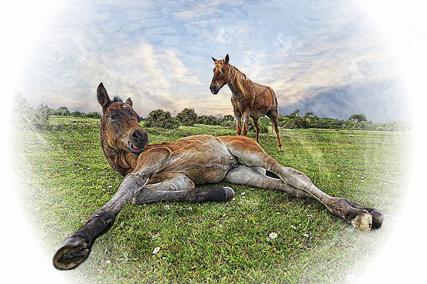New Forest Mother and Foal by JCstudios Picture Board by JC studios LRPS ARPS