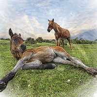 Buy canvas prints of New Forest Mother and Foal by JCstudios by JC studios LRPS ARPS