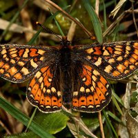 Buy canvas prints of Marsh Fritillary on canvas by JCstudios by JC studios LRPS ARPS