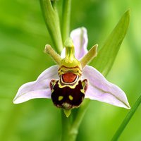 Buy canvas prints of Bee Orchid  by JCstudios by JC studios LRPS ARPS