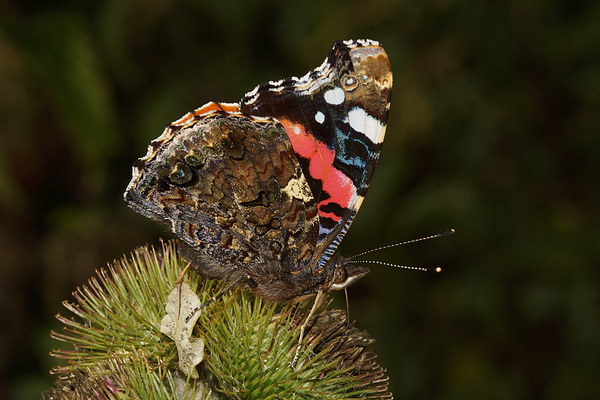  Red Admiral by JCstudios Picture Board by JC studios LRPS ARPS