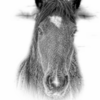 Buy canvas prints of  New Forest Pony n pencil by JCstudios 2015 by JC studios LRPS ARPS