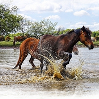 Buy canvas prints of  Cooling down at Janesmoor Pond. New Forest by JC studios LRPS ARPS
