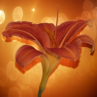 Buy canvas prints of   Day lily by JCstudios 2015 by JC studios LRPS ARPS