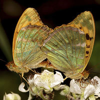 Buy canvas prints of  Silver washed Fritillery by JC studios LRPS ARPS