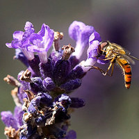 Buy canvas prints of  Hover fly on Lavender by JCstudios by JC studios LRPS ARPS