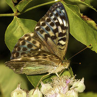 Buy canvas prints of  Silver-Washed Fritillary (Valensina) by JCstudios by JC studios LRPS ARPS