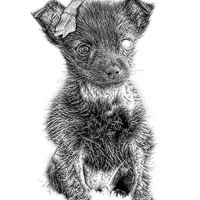 Buy canvas prints of  The famous Maggie in pencil by JCstudios by JC studios LRPS ARPS