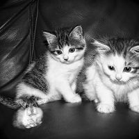 Buy canvas prints of  Smudge (Left) Blotch (Right) and Fifi by JCstudio by JC studios LRPS ARPS
