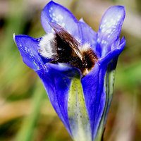 Buy canvas prints of  Bee in Marsh Gentian in New Forest by JC studios LRPS ARPS