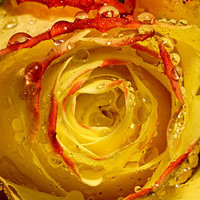Buy canvas prints of Wet yellow and Orange tipped rose by JC studios LRPS ARPS