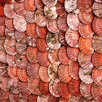 Buy canvas prints of Clam shells by JC studios LRPS ARPS